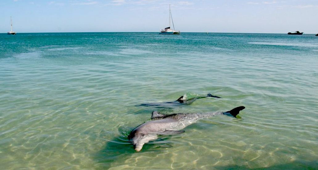 Dolphins are intelligent sea mammals