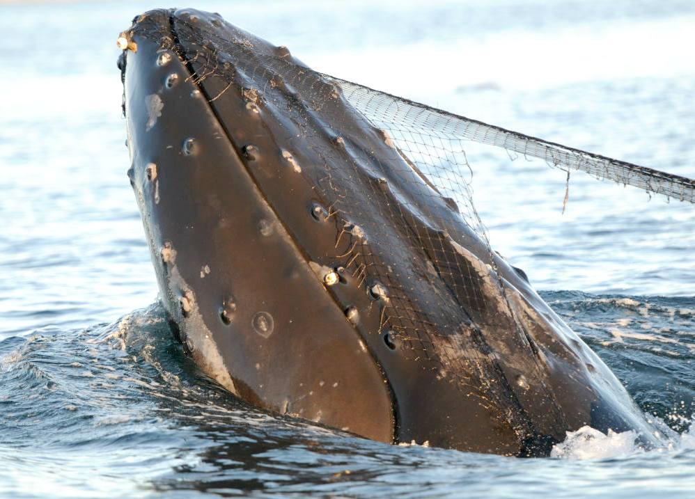 Humpback whale caught in plastic fishing nets