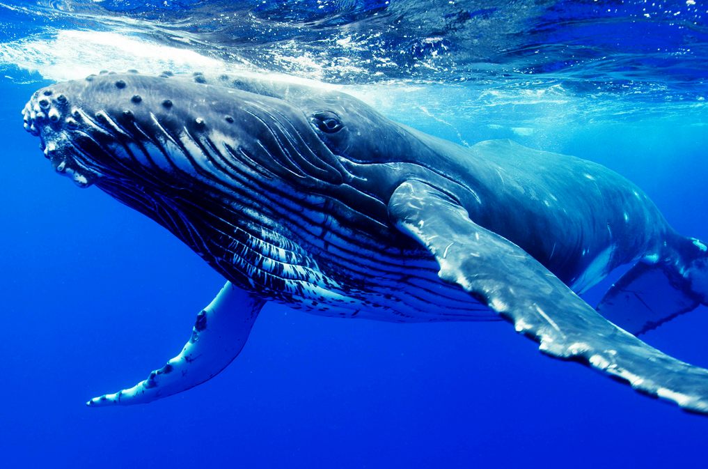 Humpback whales, like all marine life, are endangered by climate change