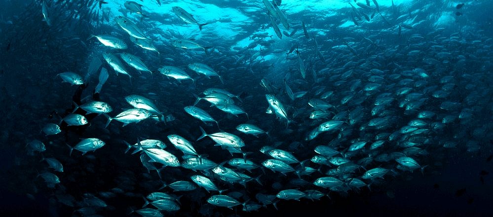 Wild fish swimming in the ocean