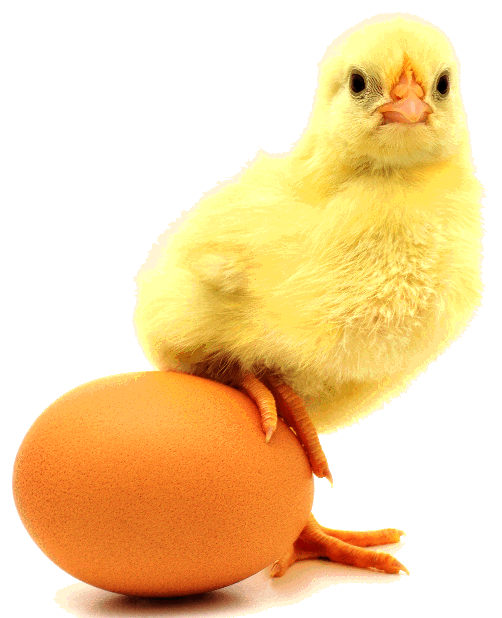 What came first, the Chicken or the Egg?